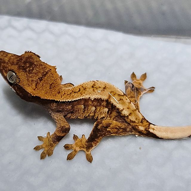트라이