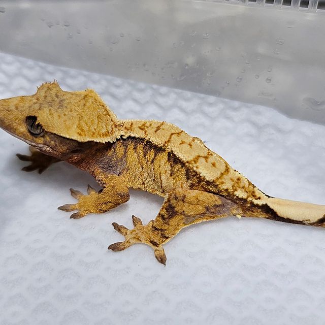 트라이