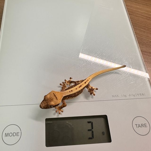 릴리화이트