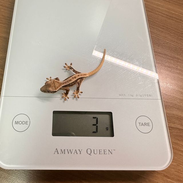 릴리화이트