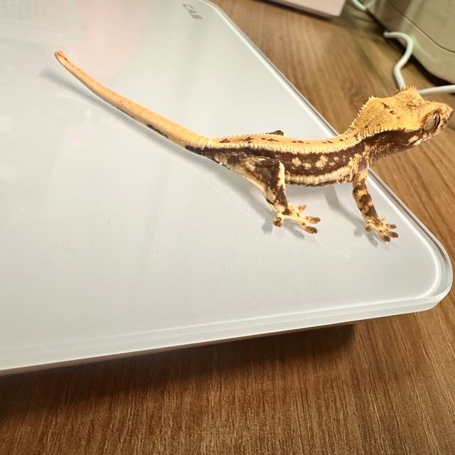 릴리화이트