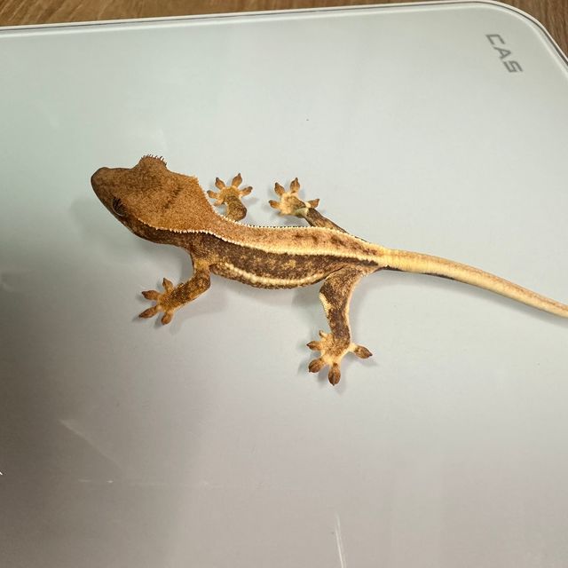 릴리화이트