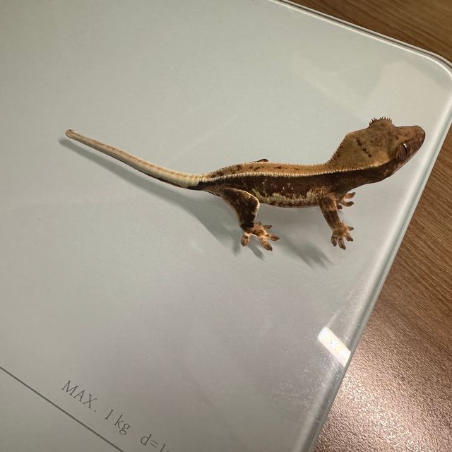 릴리화이트