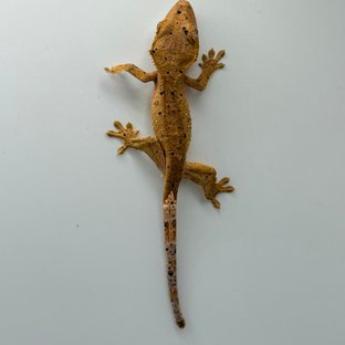 달마시안 슈퍼달마시안