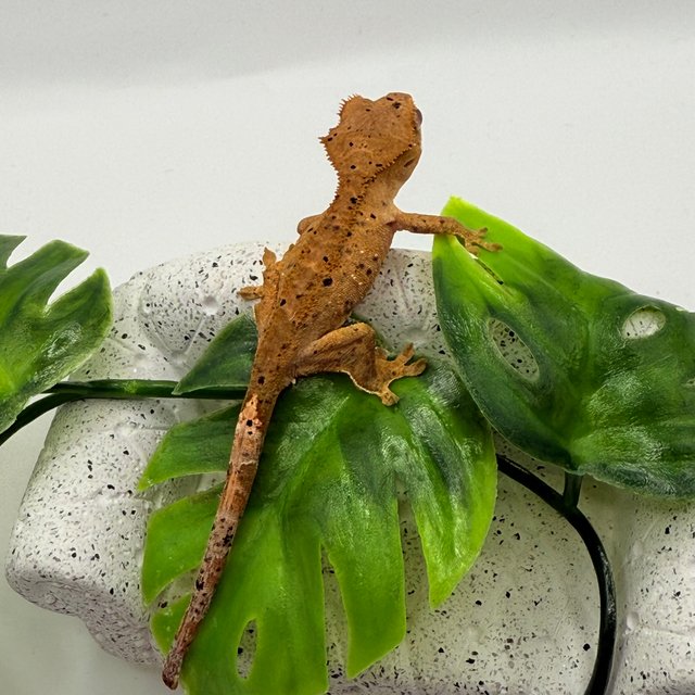 달마시안 슈퍼달마시안