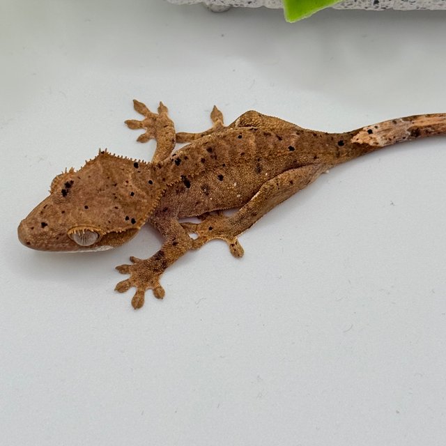 달마시안 슈퍼달마시안