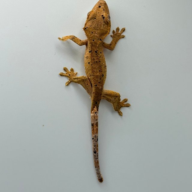 달마시안 슈퍼달마시안