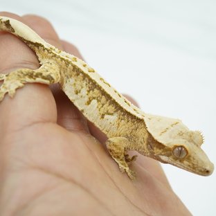 노멀 트라이 핀스트라이프