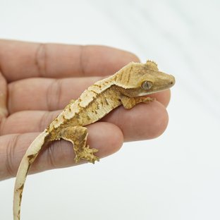 노멀 트라이 익스트림할리퀸