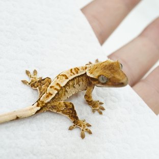 노멀 트라이 익스트림할리퀸