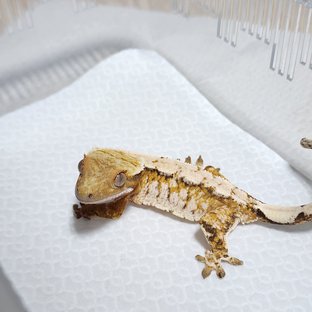 노멀 익스트림할리퀸 텐저린 트라이