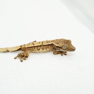 노멀 트라이 익스트림할리퀸