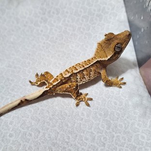 노멀 익스트림할리퀸 텐저린