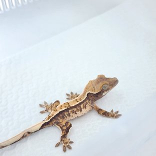 노멀 핀스트라이프 텐저린