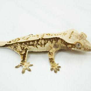 노멀 트라이 쿼드