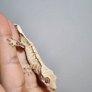 노멀 트라이 화이트 익스트림할리퀸