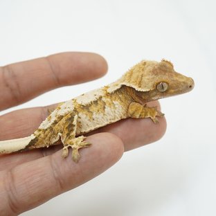 노멀 트라이 익스트림할리퀸