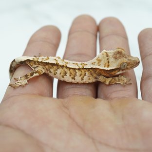 노멀 트라이 익스트림할리퀸 텐저린