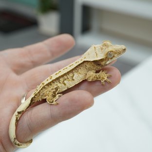 노멀 트라이 핀스트라이프