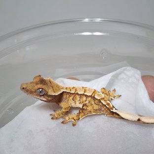 노멀 트라이 익스트림할리퀸 텐저린