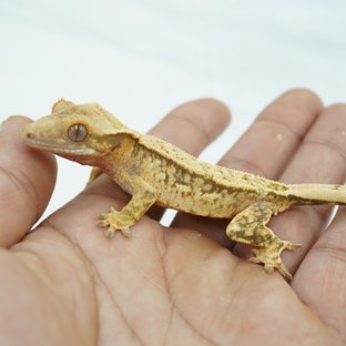 노멀 쿼드 핀스트라이프 트라이