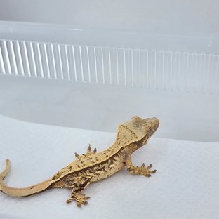 노멀 쿼드 핀스트라이프