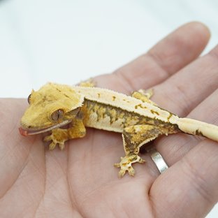 노멀 트라이 익스트림할리퀸 핀스트라이프