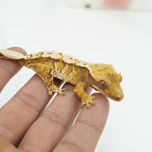 노멀 트라이 익스트림할리퀸 텐저린