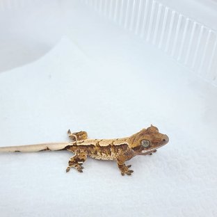 노멀 익스트림할리퀸 텐저린