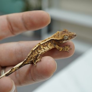 노멀 익스트림할리퀸