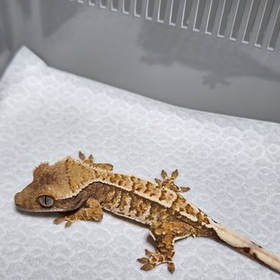 노멀 트라이 익스트림할리퀸 화이트스팟