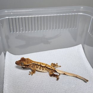 노멀 익스트림할리퀸