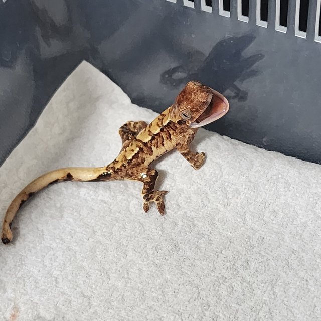 노멀 트라이 익스트림할리퀸