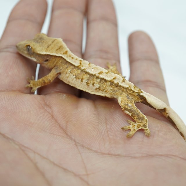 노멀 트라이 익스트림할리퀸