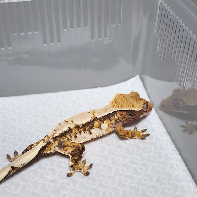 노멀 트라이 익스트림할리퀸