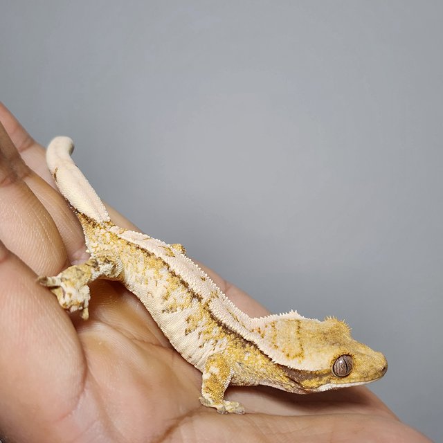 노멀 트라이 익스트림할리퀸