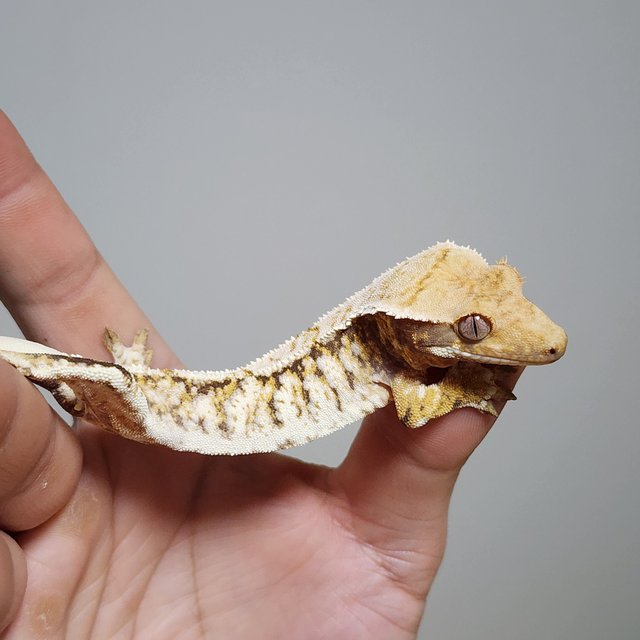 노멀 트라이 화이트스팟 익스트림할리퀸 옐로우