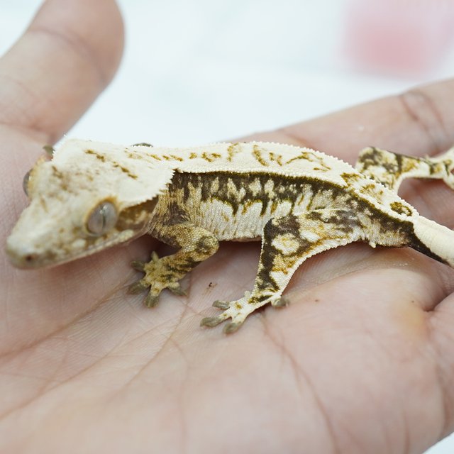 노멀 트라이 쿼드