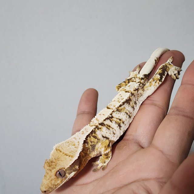 노멀 트라이 화이트스팟 익스트림할리퀸 옐로우