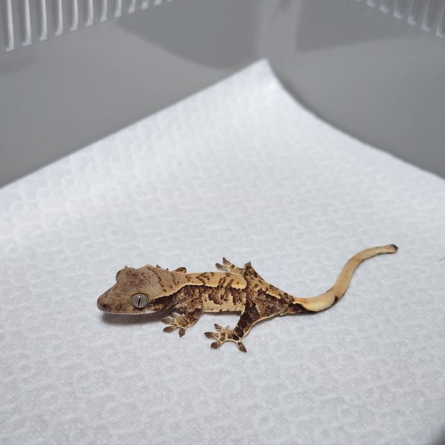 노멀 트라이 익스트림할리퀸