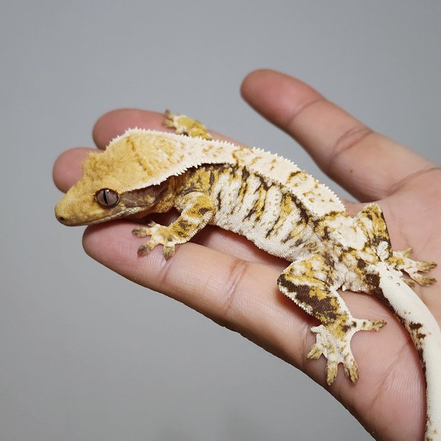 노멀 트라이 화이트스팟 익스트림할리퀸 옐로우