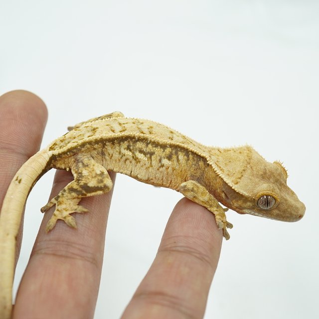 노멀 쿼드 핀스트라이프 트라이