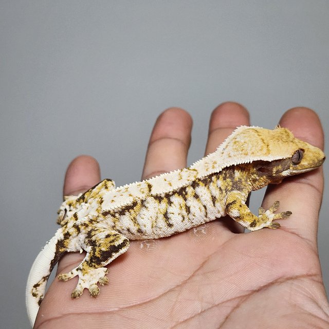 노멀 트라이 화이트스팟 익스트림할리퀸 옐로우