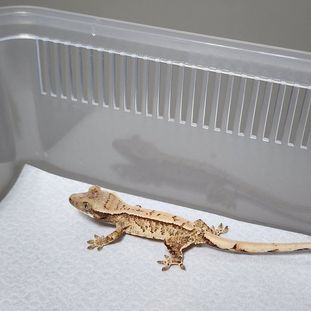 노멀 트라이 핀스트라이프 익스트림할리퀸 화이트스팟