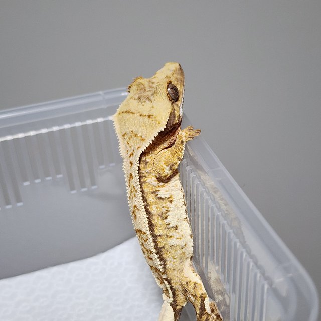 노멀 트라이 핀스트라이프