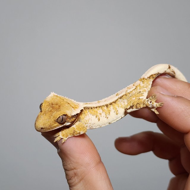 노멀 트라이 익스트림할리퀸