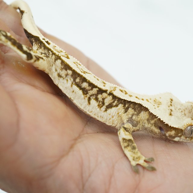 노멀 트라이 쿼드