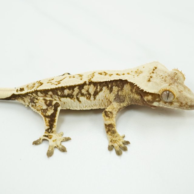 노멀 트라이 쿼드