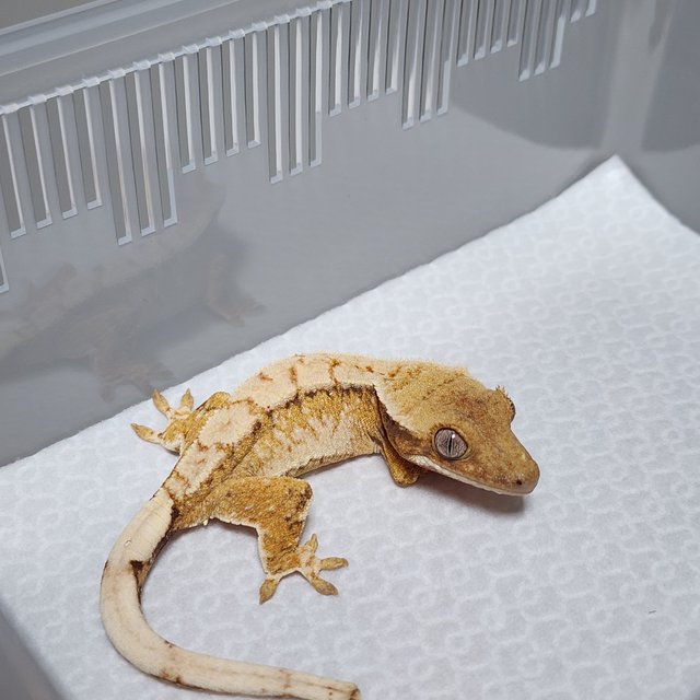 노멀 트라이 익스트림할리퀸