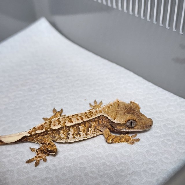 노멀 트라이 익스트림할리퀸 화이트스팟